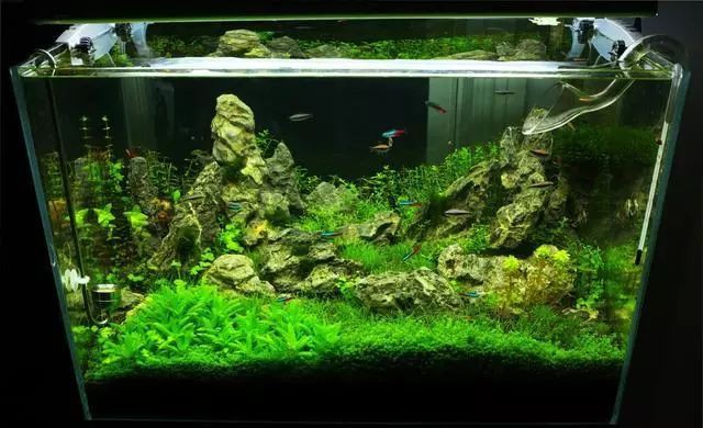 80cm大寬魚缸一般寬多長(zhǎng)，《80cm大寬魚缸一般寬多長(zhǎng)》魚缸尺寸參照表魚缸養(yǎng)魚大全