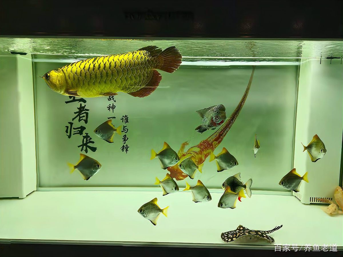 哪種龍魚品種最適合與貓魚混養(yǎng)？，養(yǎng)魚老道2.5米龍魚缸混養(yǎng)紅龍與巴卡雷龍技巧木趣豚桌面美學(xué)
