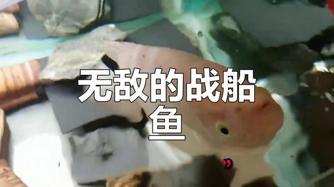有沒有動(dòng)態(tài)的招財(cái)魚視頻，招財(cái)魚的成長歷程