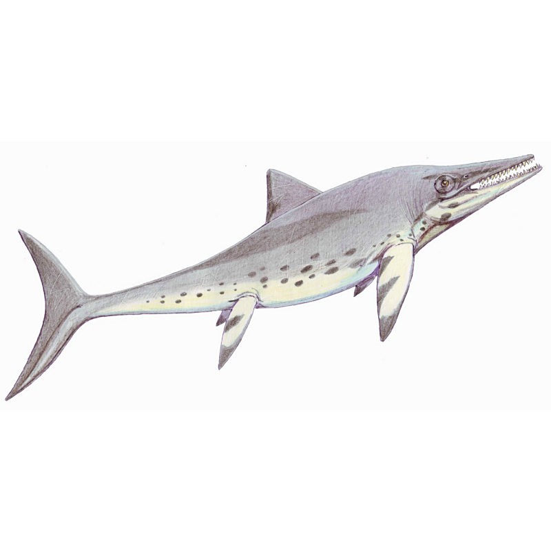 再給我一些魚龍種類，魚龍類中主要屬種的分類及特征概述：部分物種后獨立為新屬