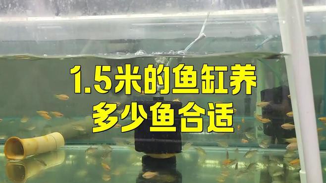 1.5米魚缸可以養幾條龍魚？，1.5米魚缸可以養幾條龍魚