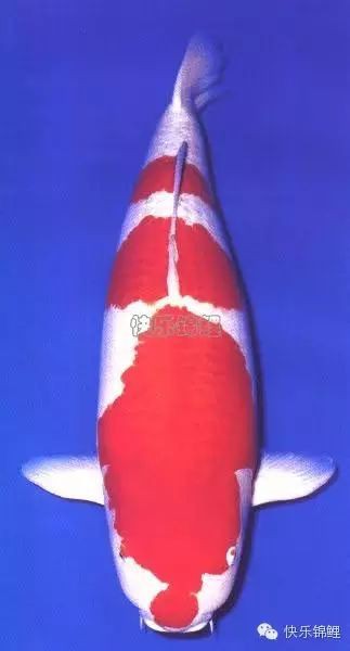 如何判斷龍魚鰭爛的程度？，如何判斷龍魚鰭爛的程度