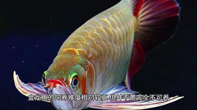 古典藍金龍魚的飼養難度如何？，古典藍金龍魚飼養難度解析 古典藍金龍魚的飼養難度如何？，古典藍金龍魚飼養難度解析 龍魚百科 第6張