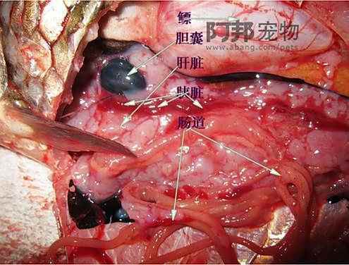 如何判斷龍魚內臟外露是否嚴重？，《如何判斷龍魚內臟外露是否嚴重》龍魚內臟外露有哪些治療方法