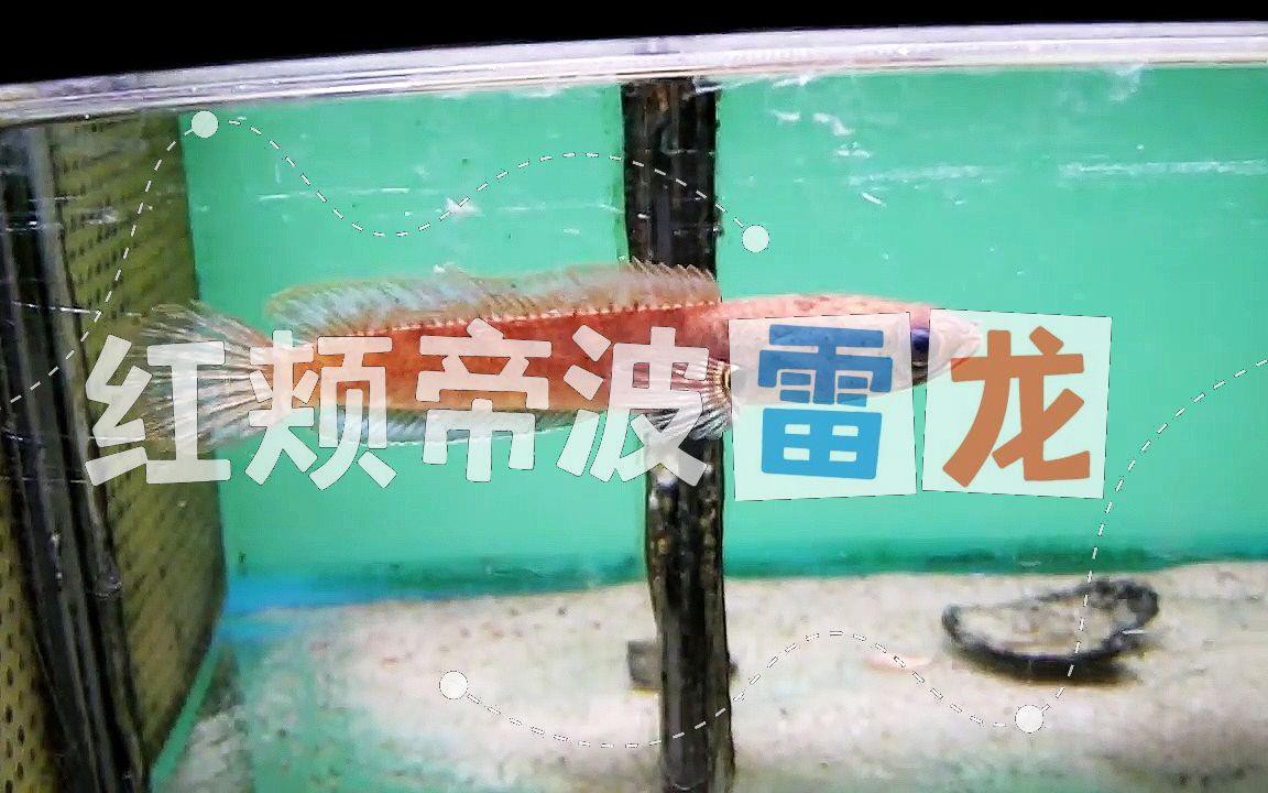 如何區分彩虹雷龍的不同品種？，如何區分彩虹雷龍中的稀有品種？