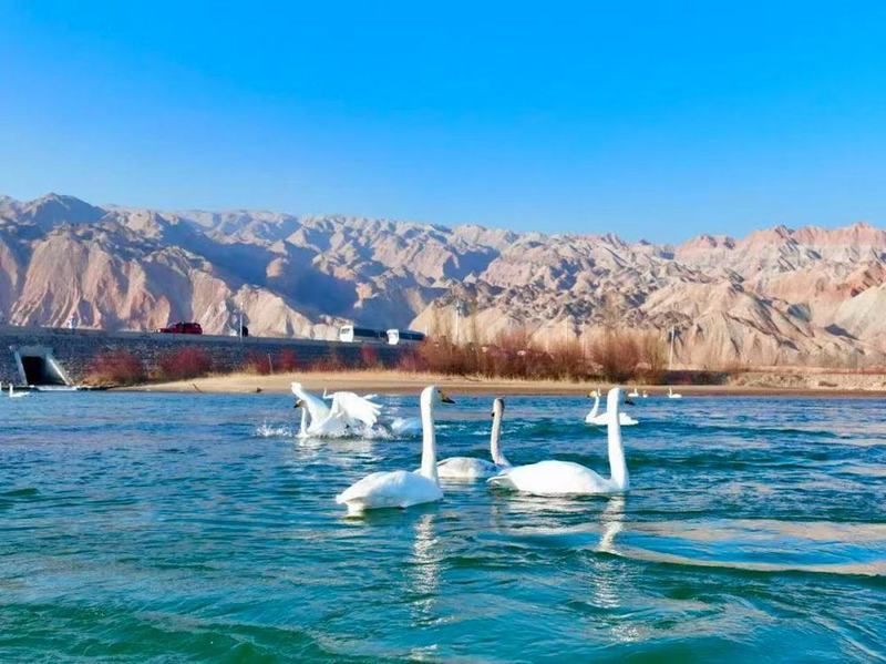 海南藏族自治州龍魚(yú)店，海南藏族自治州的龍魚(yú)店