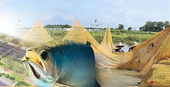 海南藏族自治州龍魚(yú)店，海南藏族自治州的龍魚(yú)店