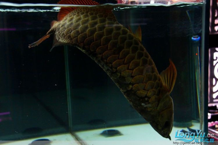 夾板治療對龍魚有副作用嗎？，——夾板治療痊愈全記錄