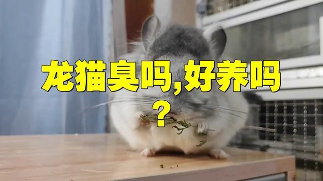 如何減少龍貓糞便的氣味？，龍貓有味道嗎龍貓身上沒有臭味，正確打理更清新