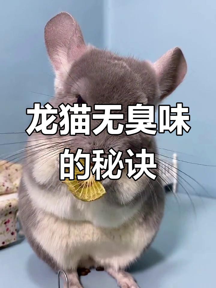 如何減少龍貓糞便的氣味？，龍貓有味道嗎龍貓身上沒有臭味，正確打理更清新