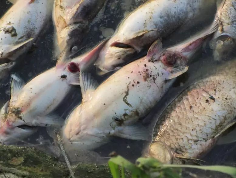 魚類病毒和細菌，水產養殖中細菌病和病毒病你區分清了嗎一旦誤診損失巨大