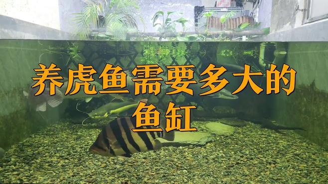 1龍5虎混養(yǎng)需要多大的魚缸？，“1龍5虎”混養(yǎng)所需的魚缸尺寸推薦聽墨寶說(shuō)寵物