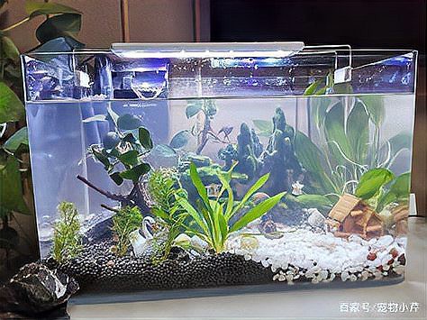 土霉素對龍魚有副作用嗎？，土霉素對龍魚有副作用嗎