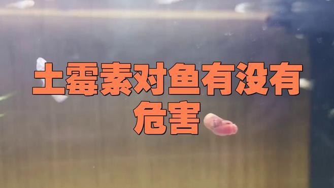 土霉素對龍魚有副作用嗎？，土霉素對龍魚有副作用嗎