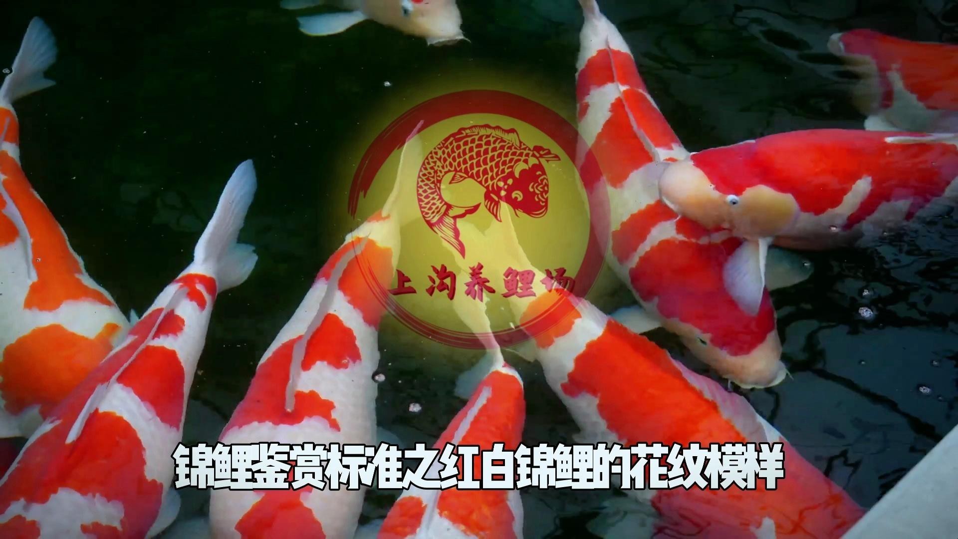 如何判斷龍魚和錦鯉的品相？，《如何判斷龍魚和錦鯉的品相》如何判斷龍魚和錦鯉的品相