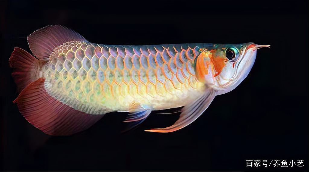 如何判斷龍魚和錦鯉的品相？，《如何判斷龍魚和錦鯉的品相》如何判斷龍魚和錦鯉的品相