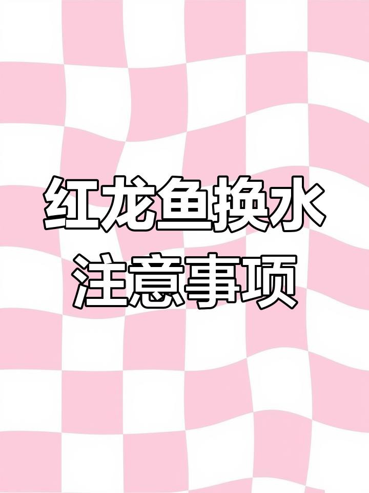 如何保持紅龍魚的水質(zhì)穩(wěn)定？，紅龍魚飼養(yǎng)全攻略:水質(zhì)管理、換水注意事項全解析