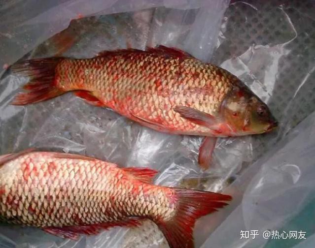 哪些情況下龍魚會充血？，\