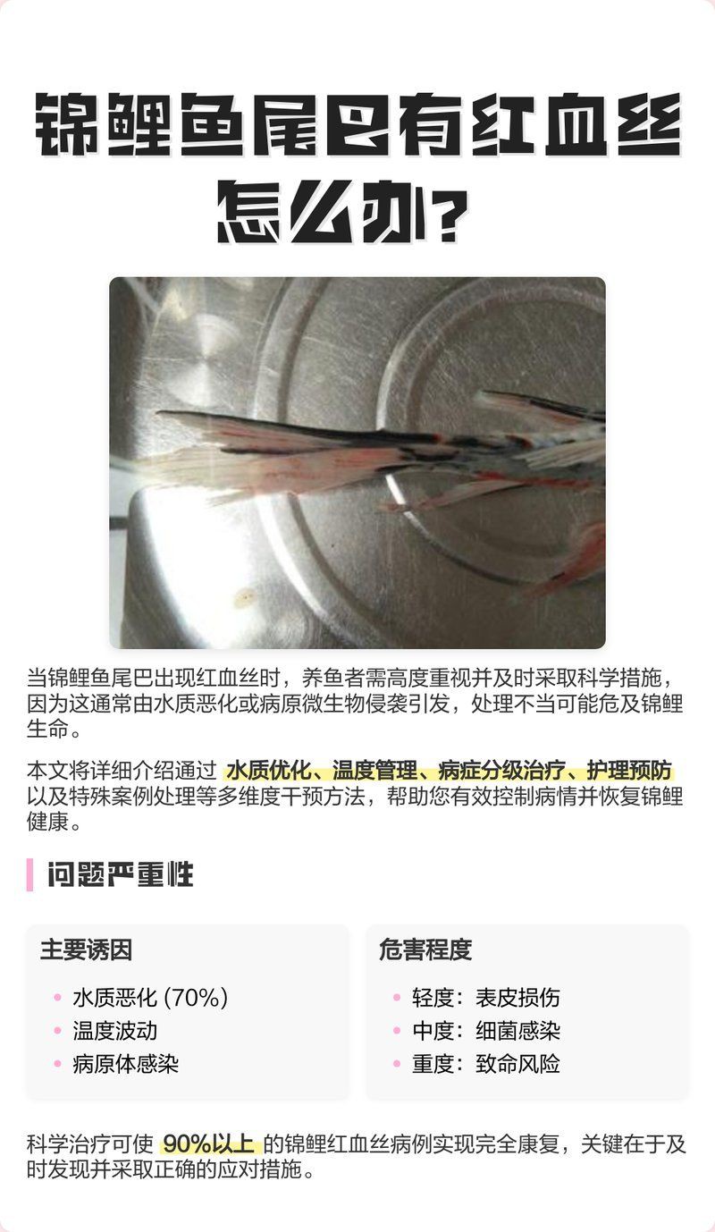 鯉魚尾鰭有血絲，昭和三色錦鯉鯉魚尾鰭出現紅血絲是關鍵預防措施和特征