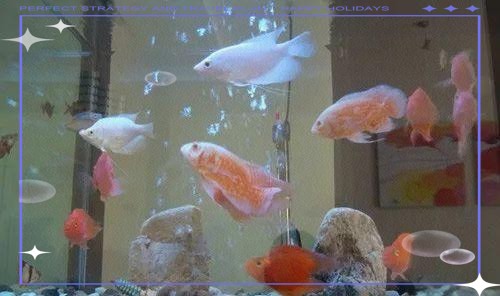 白子招財(cái)龍魚最忌諱三個(gè)地方，白子招財(cái)龍魚最忌諱三個(gè)地方白子招財(cái)龍魚最忌諱三個(gè)地方