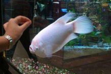 白子招財(cái)龍魚最忌諱三個(gè)地方，白子招財(cái)龍魚最忌諱三個(gè)地方白子招財(cái)龍魚最忌諱三個(gè)地方