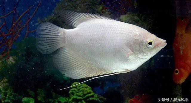 白子招財(cái)龍魚最忌諱三個(gè)地方，白子招財(cái)龍魚最忌諱三個(gè)地方白子招財(cái)龍魚最忌諱三個(gè)地方