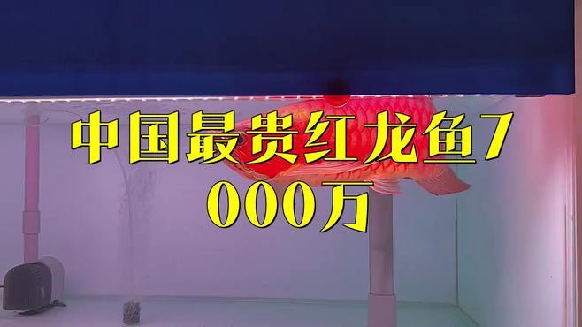 500萬紅龍魚的市場(chǎng)價(jià)格如何？，世界上最貴的觀賞魚價(jià)格500萬元