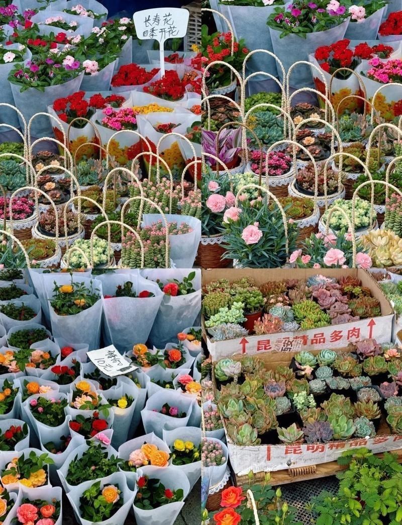 西安港務區水族批發市場，西安國際港務區水族批發市場