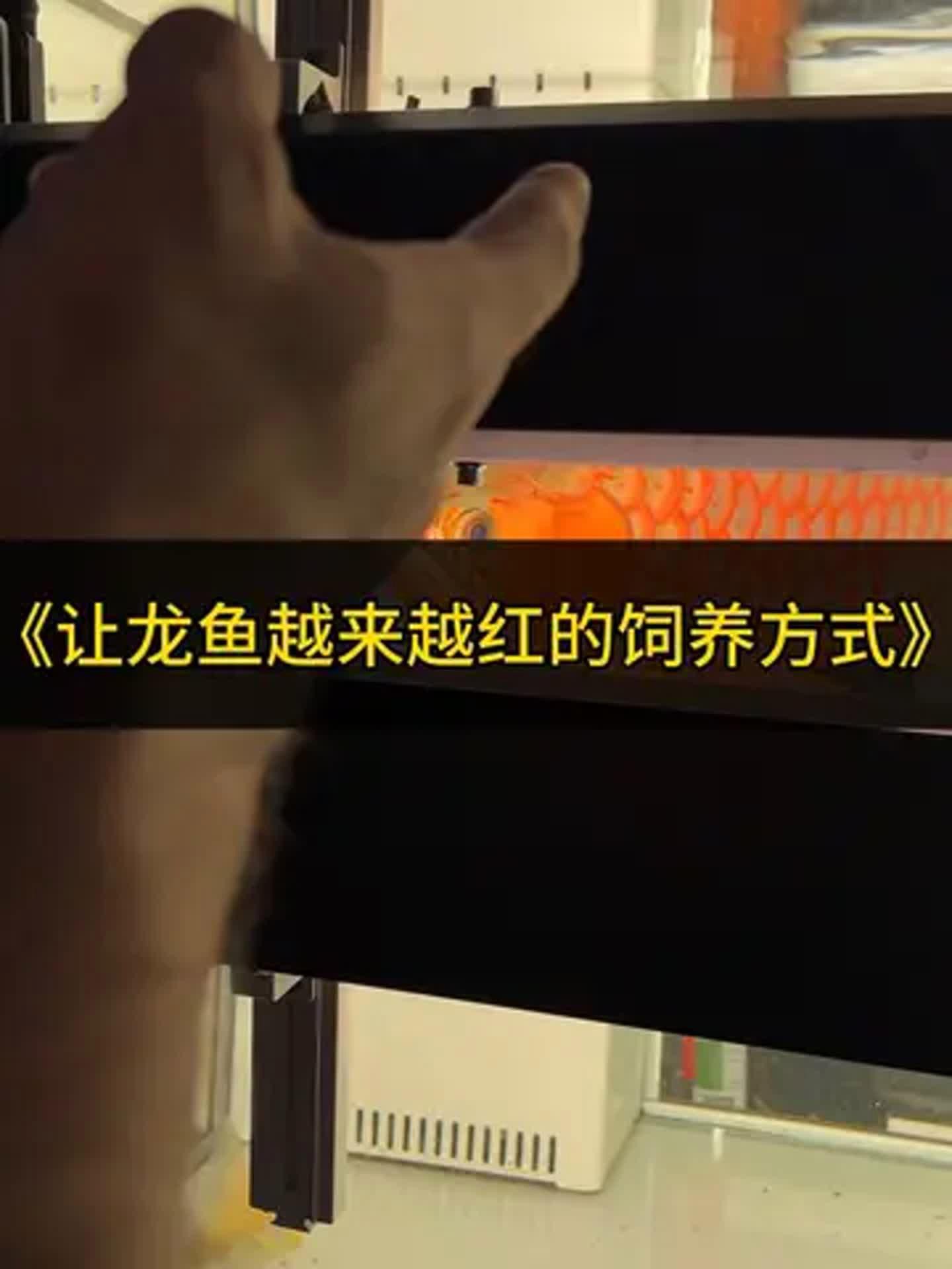 如何促進(jìn)紅龍發(fā)色？，印尼紅龍不夠紅這個(gè)養(yǎng)法讓它越養(yǎng)越紅這個(gè)養(yǎng)法很實(shí)用