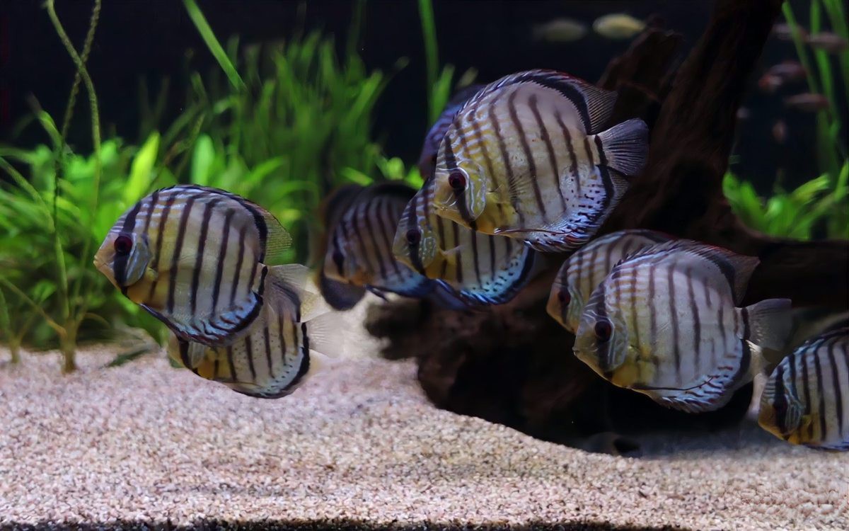 七彩神仙魚哪個品種好養，七彩神仙魚——藍寶石七彩神仙魚飼養指南