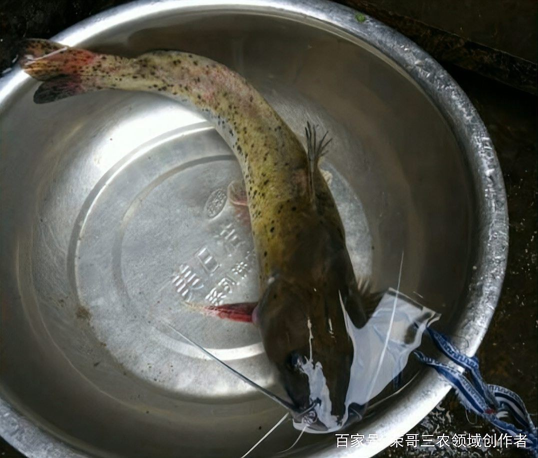 劍魚一般多少錢一斤，劍魚價格走勢如何