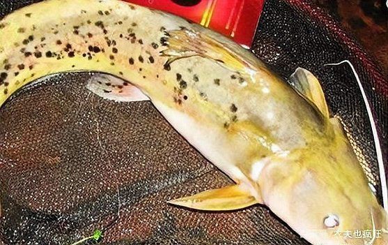 劍魚一般多少錢一斤，劍魚價格走勢如何