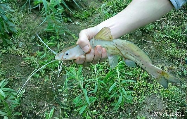 劍魚一般多少錢一斤，劍魚價格走勢如何