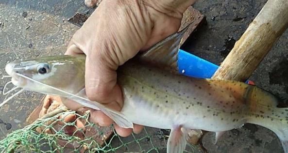 劍魚一般多少錢一斤，劍魚價格走勢如何