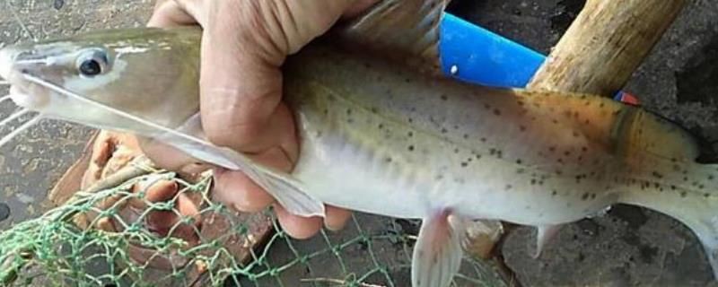 劍魚一般多少錢一斤，劍魚價格走勢如何