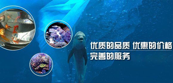 金華魚缸定做，金華地區魚缸定做