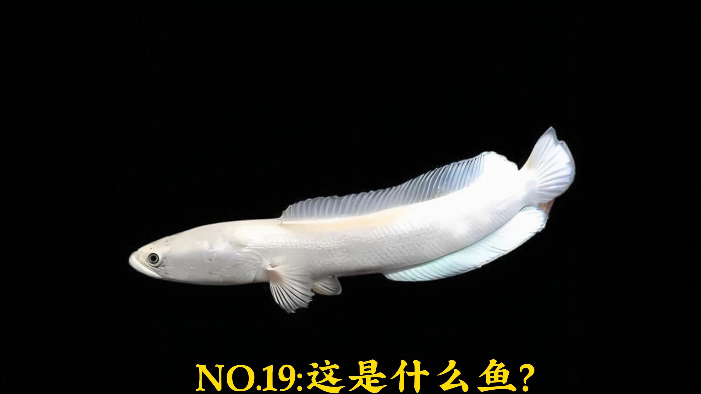 哪些品種的雷龍魚適合食用？，嗶哩嗶哩嗶哩嗶哩雷龍魚吃什么野外食譜大公開