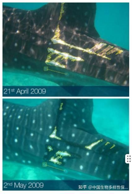 魚受傷后如何判斷其自愈情況？，科學家首次定量記錄傷口恢復進程中國生物多樣性保護與綠色發(fā)展基金會