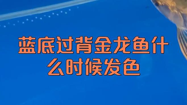 哪些因素會影響過背金龍魚的上色？，影響過背金龍魚上色的因素