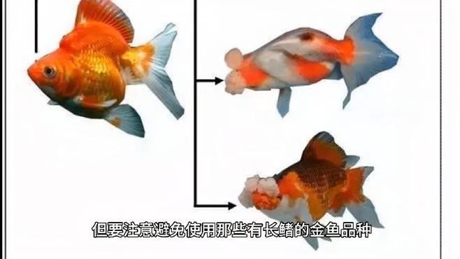 哪些品種的魚適合與龍龜混養？，適合與龍龜混養的魚類