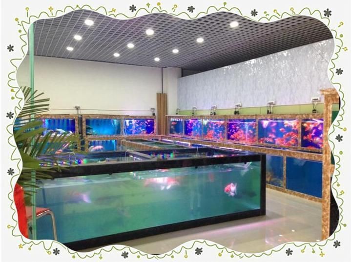 潮州魚缸店，潮州魚缸十大品牌排行榜酷家樂湘橋區彩魚坊水族店