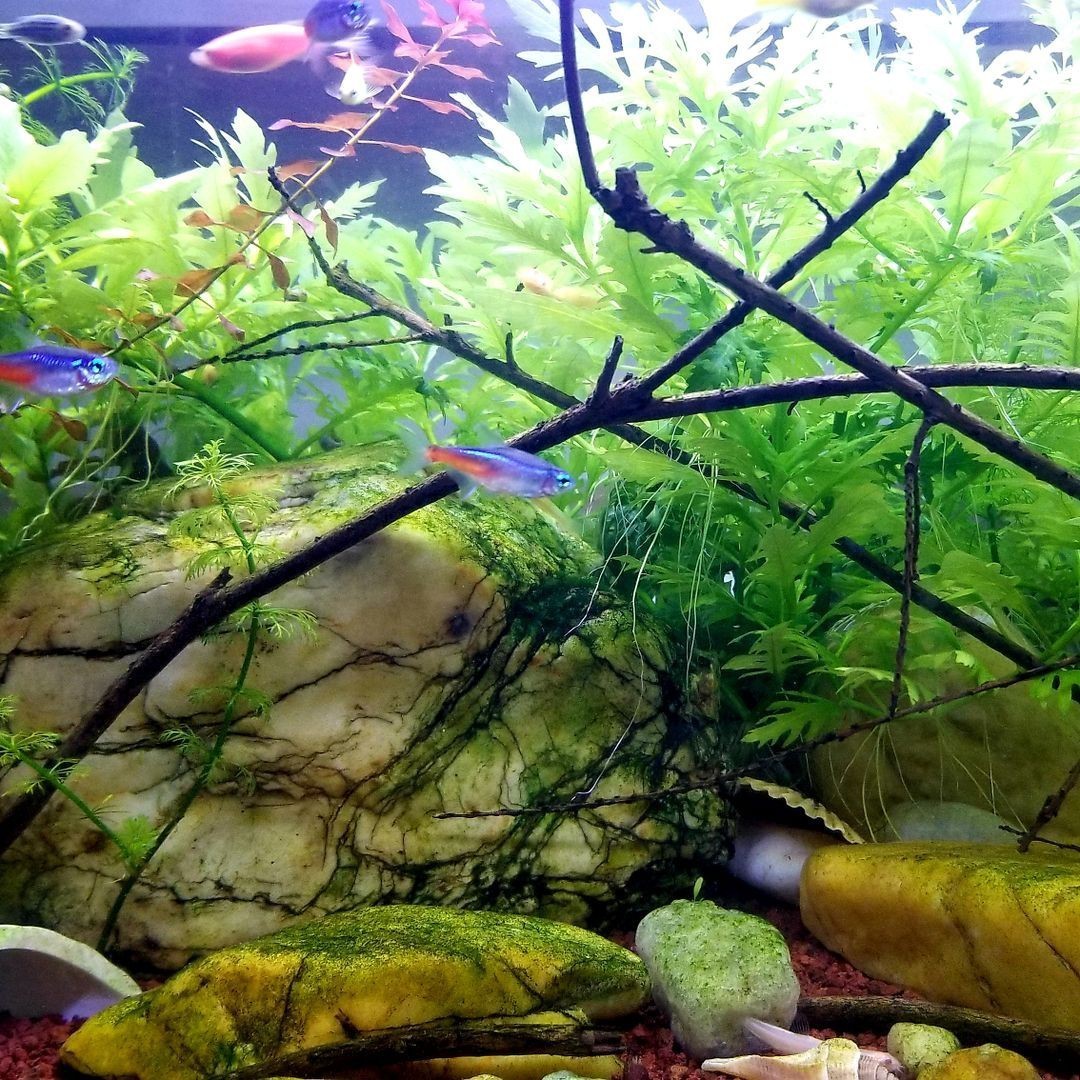 池州魚缸維護，池州寬鰭魚缸維護方案