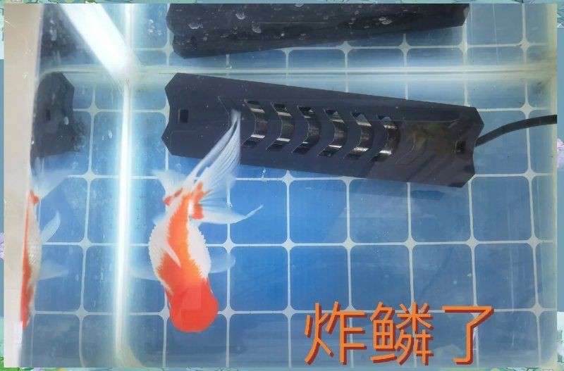 魚炸鱗自己會恢復(fù)嗎，金魚炸鱗自己會恢復(fù)嗎
