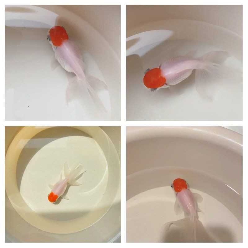 魚炸鱗自己會恢復(fù)嗎，金魚炸鱗自己會恢復(fù)嗎