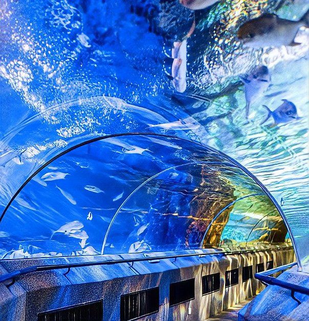 大連水族館，大連圣亞水族館 大連水族館，大連圣亞水族館 全國(guó)水族館企業(yè)名錄 第3張