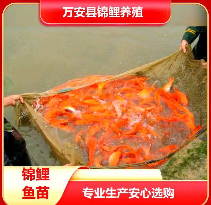 漳州魚缸批發市場，漳州魚缸批發市場分析:生態魚缸市場實現投資效益最大化報告