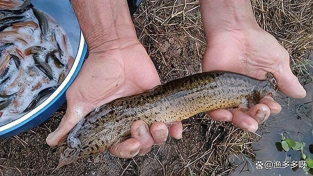 魚鰓蓋爛了能恢復嗎，水產養殖魚爛鰓病如何治療