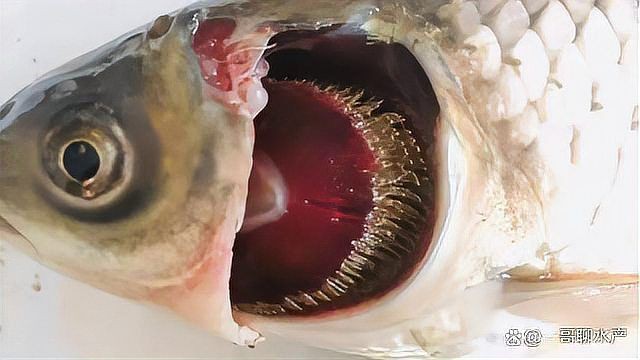 魚鰓蓋爛了能恢復嗎，水產養殖魚爛鰓病如何治療