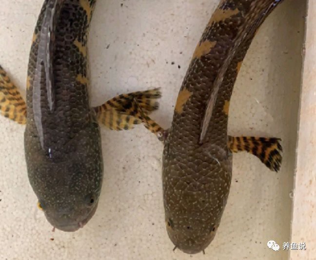 如何區(qū)分雷龍魚的不同品種？，如何區(qū)分雷龍魚的不同品種