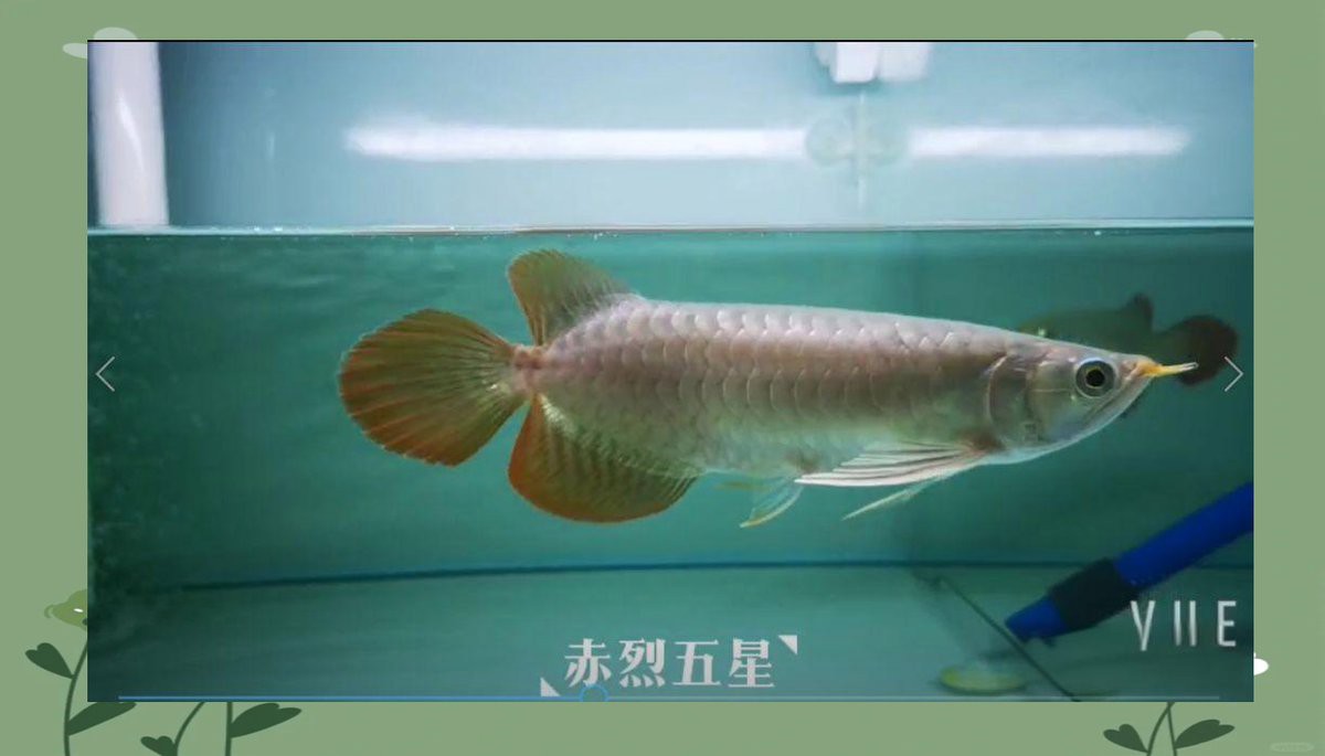 如何判斷龍魚是否完全康復，如何判斷龍魚是否完全康復準確判斷龍魚是否完全康復至關重要
